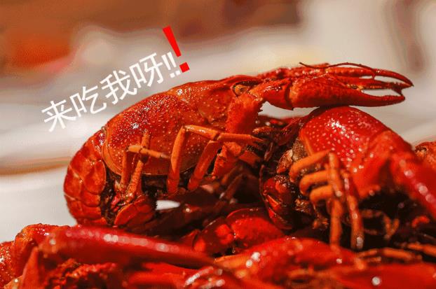 重磅通知，有“鉗”任性！千斤龍蝦空降淮南免費吃，精釀啤酒免費喝啦，速來參與