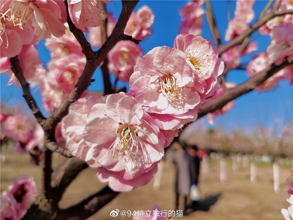 圖說淮南——春光瀲滟，如花似錦